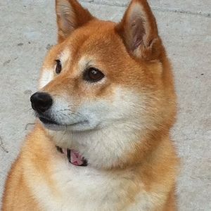 Meet your Posher, Nancy l